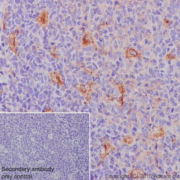 Immunohistochemistry (Formalin/PFA-fixed paraffin-embedded sections) - Anti-Apolipoprotein E antibody [EPR19392] - Low endotoxin, Azide free (ab227993), expandable thumbnail