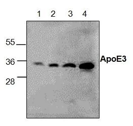 Western blot - Anti-Apolipoprotein E3 antibody (AB286161)