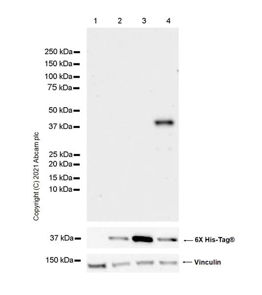 Western blot - Anti-Apolipoprotein E4 antibody [4E4] (AB169861)