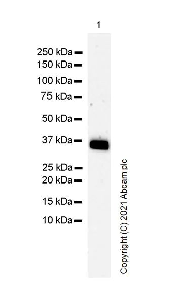 Western blot - Anti-Apolipoprotein E4 antibody [4E4] (AB169861)