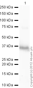 Western blot - Anti-Apolipoprotein E4 antibody (AB85975)