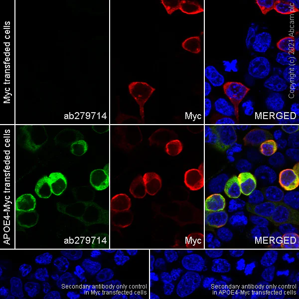 Immunocytochemistry/ Immunofluorescence - Anti-Apolipoprotein E4 antibody [EPR24181-64] (AB279714)