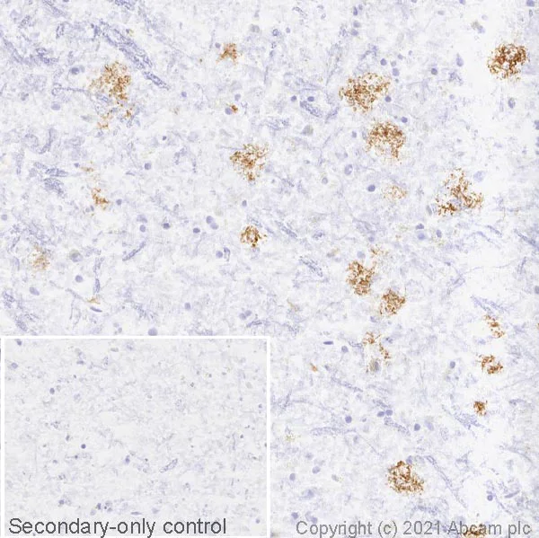 Immunohistochemistry (Frozen sections) - Anti-Apolipoprotein E4 antibody [EPR24181-64] (AB279714)