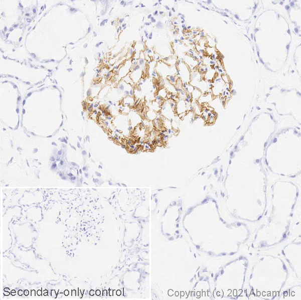 Immunohistochemistry (Frozen sections) - Anti-Apolipoprotein E4 antibody [EPR24181-64] (AB279714)