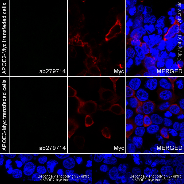 Immunocytochemistry/ Immunofluorescence - Anti-Apolipoprotein E4 antibody [EPR24181-64] - BSA and Azide free (ab279719), expandable thumbnail