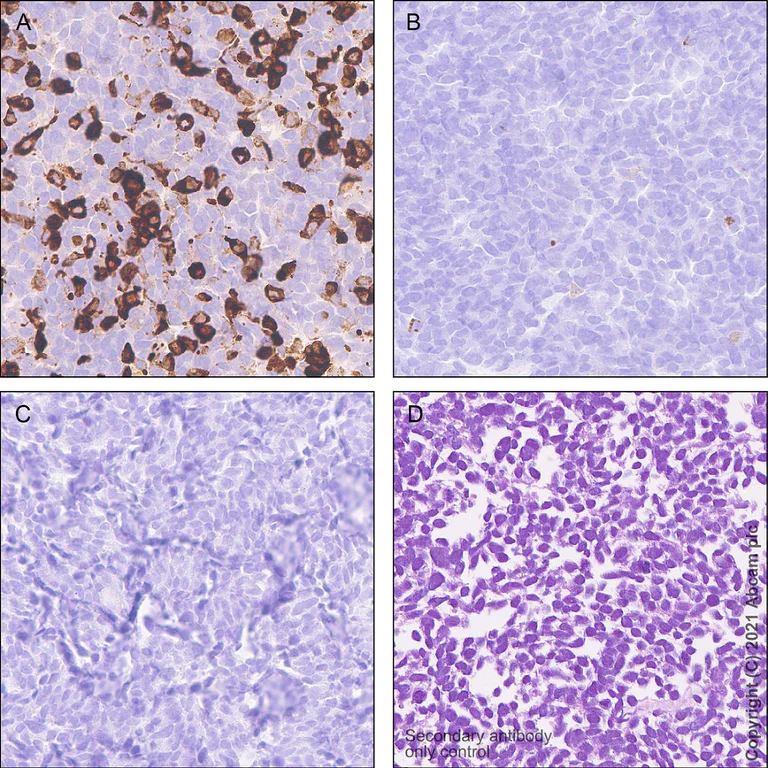 Immunohistochemistry (Formalin/PFA-fixed paraffin-embedded sections) - Anti-Apolipoprotein E4 antibody [EPR24181-64] - BSA and Azide free (AB279719)