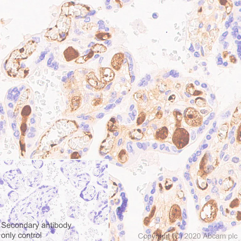 Immunohistochemistry (Formalin/PFA-fixed paraffin-embedded sections) - Anti-Apolipoprotein E4 antibody [EPR24181-64] - BSA and Azide free (AB279719)