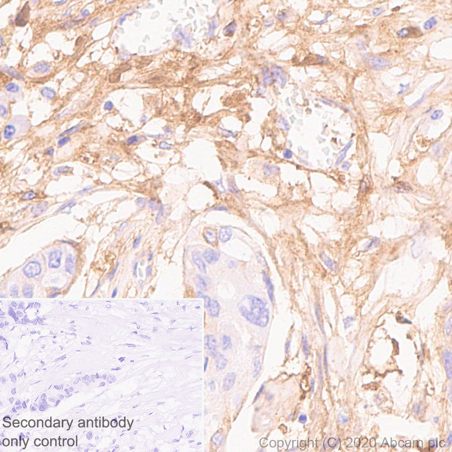 Immunohistochemistry (Formalin/PFA-fixed paraffin-embedded sections) - Anti-Apolipoprotein E4 antibody [EPR24181-64] - BSA and Azide free (ab279719), expandable thumbnail