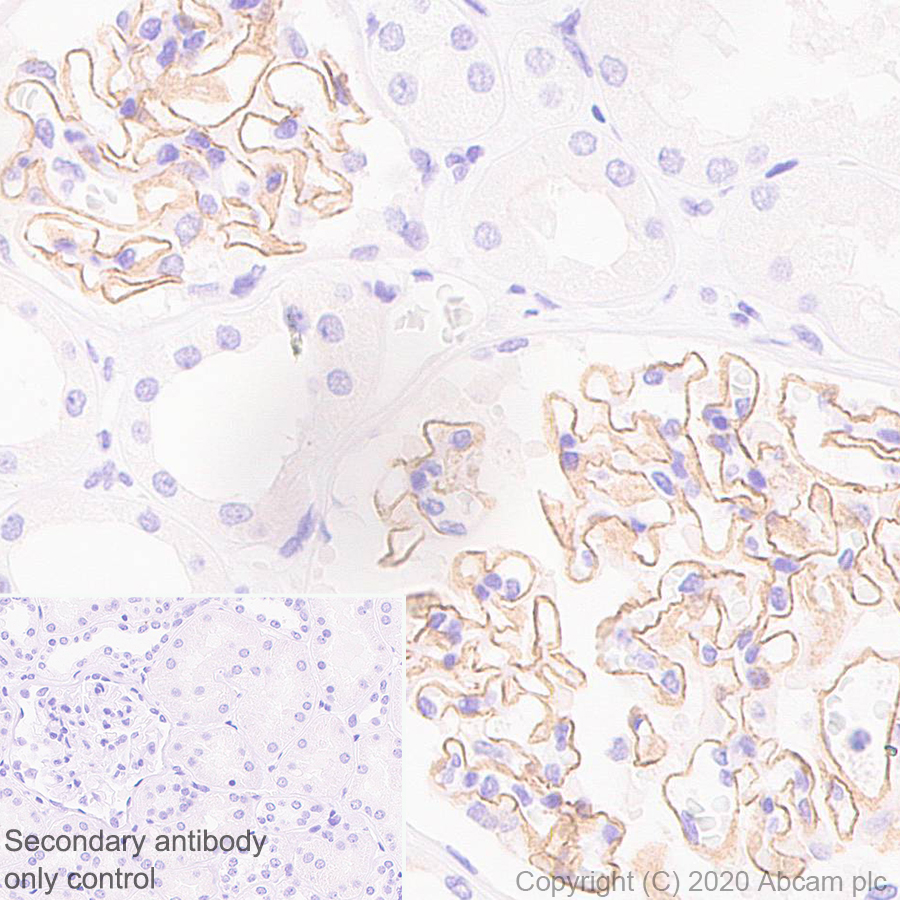 Immunohistochemistry (Formalin/PFA-fixed paraffin-embedded sections) - Anti-Apolipoprotein E4 antibody [EPR24181-64] - BSA and Azide free (AB279719), expandable thumbnail
