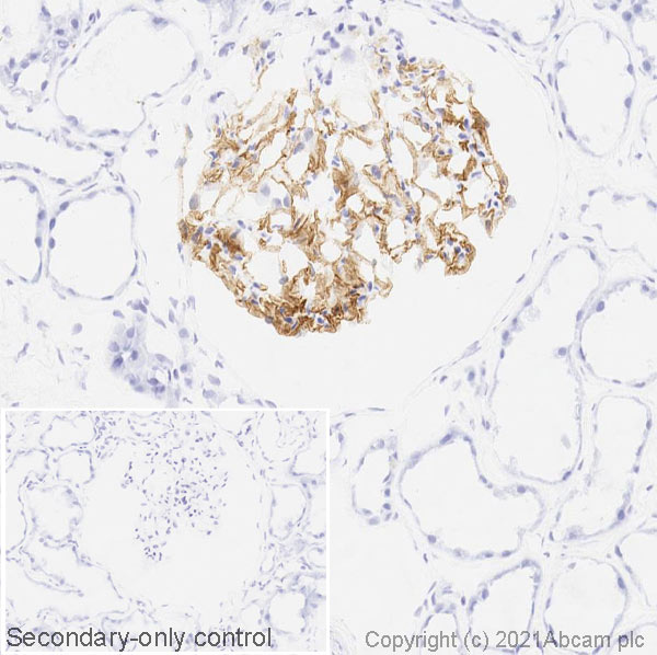 Immunohistochemistry (Frozen sections) - Anti-Apolipoprotein E4 antibody [EPR24181-64] - BSA and Azide free (AB279719), expandable thumbnail