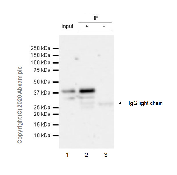 Immunoprecipitation - Anti-Apolipoprotein E4 antibody [EPR24181-64] - BSA and Azide free (ab279719), expandable thumbnail