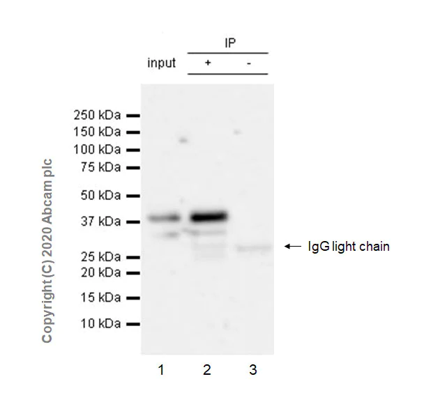 Immunoprecipitation - Anti-Apolipoprotein E4 antibody [EPR24181-64] - BSA and Azide free (AB279719)