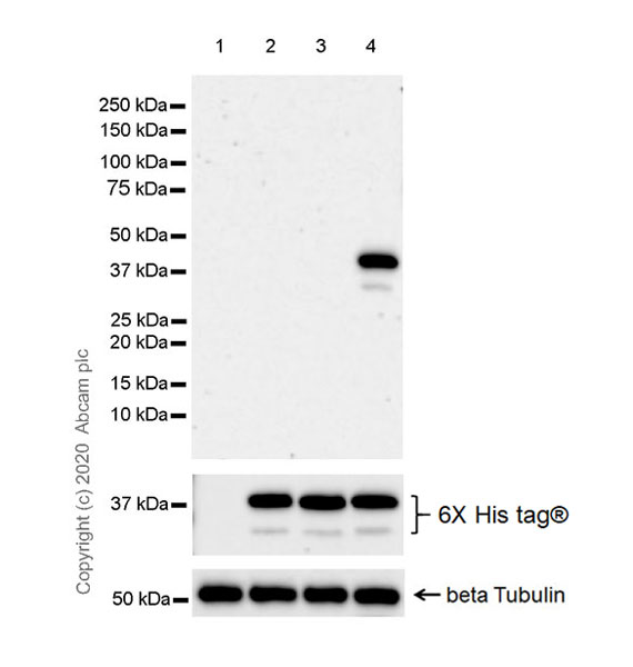 Western blot - Anti-Apolipoprotein E4 antibody [EPR24181-64] - BSA and Azide free (AB279719), expandable thumbnail