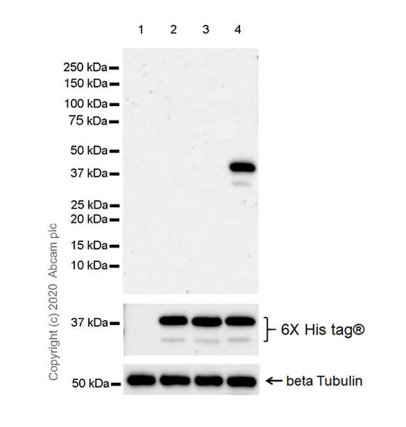 Western blot - Anti-Apolipoprotein E4 antibody [EPR24181-64] - BSA and Azide free (AB279719)