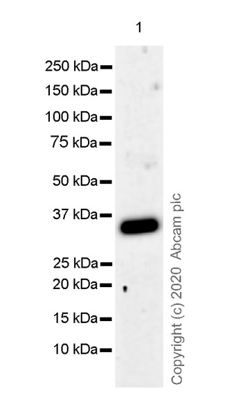 Western blot - Anti-Apolipoprotein E4 antibody [EPR24181-64] - BSA and Azide free (AB279719), expandable thumbnail