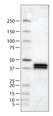 Western blot - Anti-Apolipoprotein L1/APOL1 antibody [CL0171] (AB211462)