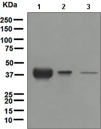 Western blot - Anti-Apolipoprotein L1/APOL1 antibody [EPR2907(2)] (AB108315)