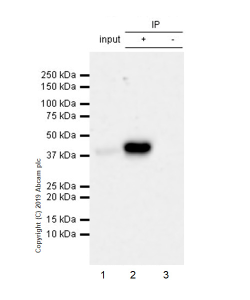 Immunoprecipitation - Anti-Apolipoprotein L1/APOL1 antibody [EPRBOB-2-F1-1] (AB252217), expandable thumbnail