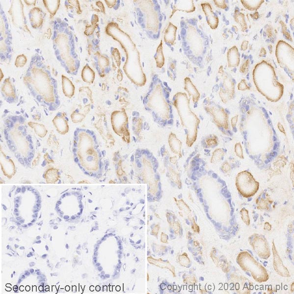 Immunohistochemistry (Frozen sections) - Anti-Apolipoprotein L1/APOL1 antibody [EPRBOB-2-F1-17] (AB252218), expandable thumbnail