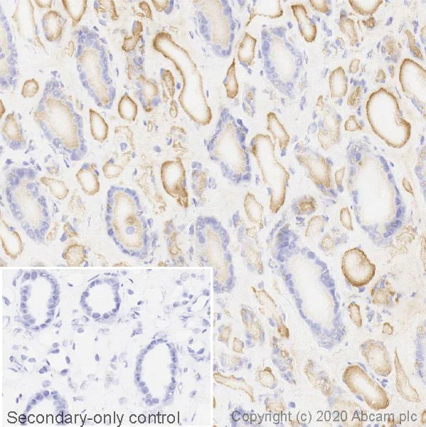 Immunohistochemistry (Frozen sections) - Anti-Apolipoprotein L1/APOL1 antibody [EPRBOB-2-F1-17] (AB252218)