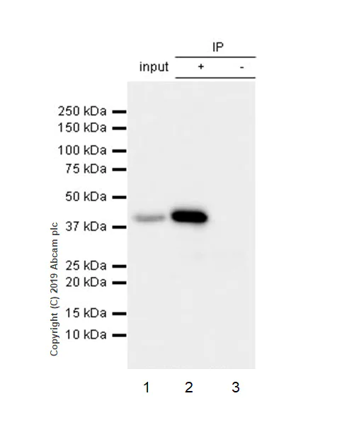 Immunoprecipitation - Anti-Apolipoprotein L1/APOL1 antibody [EPRBOB-2-F1-17] (AB252218)