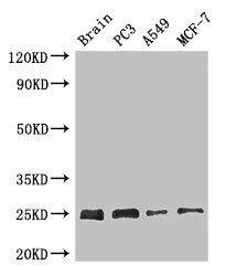 Western blot - Anti-APOPT1 antibody (AB234638)