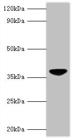 Western blot - Anti-Apoptin antibody (AB193612)