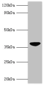 Western blot - Anti-Apoptin antibody (AB193612)