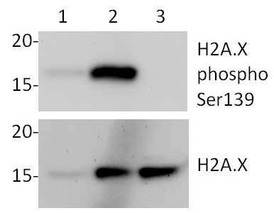 Western blot - Apoptosis and DNA Damage (H2A.X(S139) + cleaved PARP1 + Anti-GAPDH) Western Blot Cocktail (AB131385)