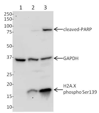 Western blot - Apoptosis and DNA Damage (H2A.X(S139) + cleaved PARP1 + Anti-GAPDH) Western Blot Cocktail (AB131385)