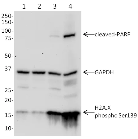 Western blot - Apoptosis and DNA Damage (H2A.X(S139) + cleaved PARP1 + Anti-GAPDH) Western Blot Cocktail (AB131385)