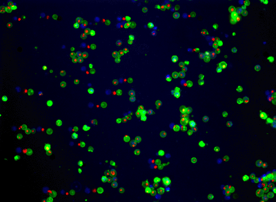 Fluorescence Microscopy - Apoptosis/ Necrosis Assay Kit (blue, green, red) (AB176749), expandable thumbnail