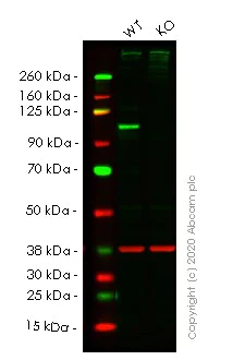 Western blot - Apoptosis pathway knockout cell lines panel (AB275493)