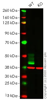 Western blot - Apoptosis pathway knockout cell lines panel (AB275493)