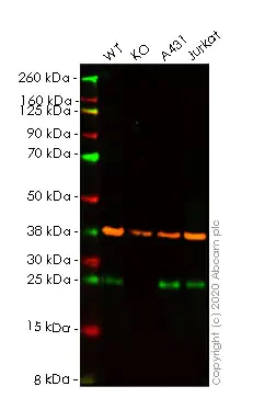 Western blot - Apoptosis pathway knockout cell lines panel (AB275493)