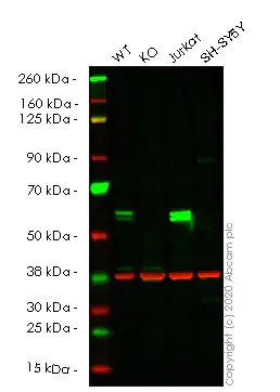 Western blot - Apoptosis pathway knockout cell lines panel (AB275493)