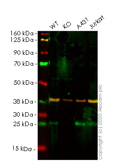 Western blot - Apoptosis pathway knockout cell lysates panel (AB275045)