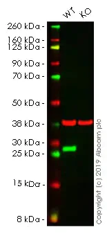 Western blot - Apoptosis pathway knockout cell lysates panel (AB275045)