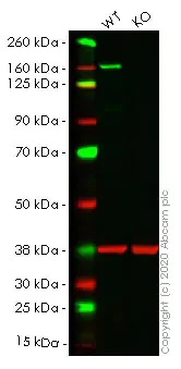 Western blot - Apoptosis pathway knockout cell lysates panel (AB275045)