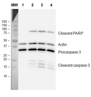 Western blot - Apoptosis Western Blot Cocktail (pro/p17-caspase-3, cleaved PARP1, muscle actin) (AB136812)