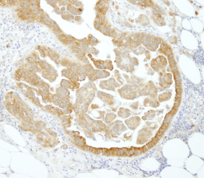 Immunohistochemistry (Formalin/PFA-fixed paraffin-embedded sections) - Anti-APP-1 antibody (AB101492)