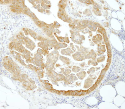 Immunohistochemistry (Formalin/PFA-fixed paraffin-embedded sections) - Anti-APP-1 antibody (AB101492)