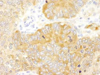 Immunohistochemistry (Formalin/PFA-fixed paraffin-embedded sections) - Anti-APP-1 antibody (AB101492)