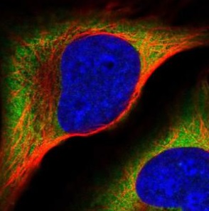 Immunocytochemistry/ Immunofluorescence - Anti-APP-1 antibody (AB220832)