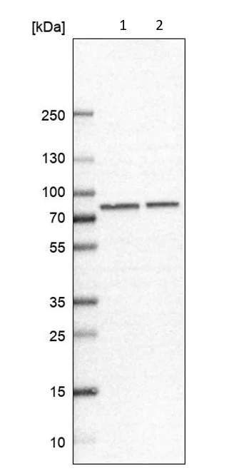 Western blot - Anti-APP-1 antibody (AB220832)