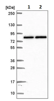 Western blot - Anti-APP-1 antibody (AB220832)