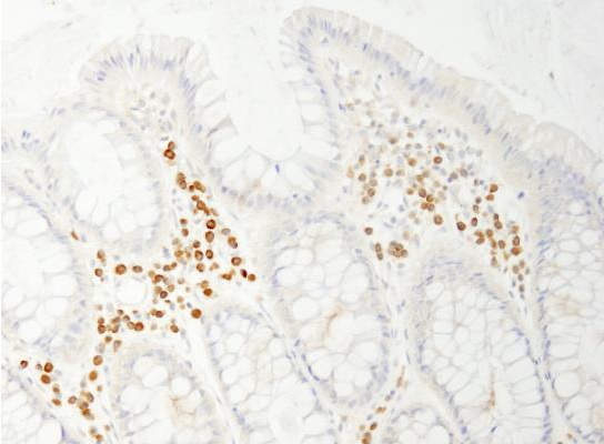 Immunohistochemistry (Formalin/PFA-fixed paraffin-embedded sections) - Anti-APP-1 antibody (AB241592)