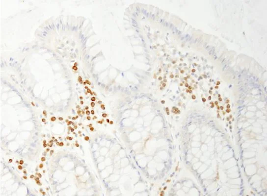 Immunohistochemistry (Formalin/PFA-fixed paraffin-embedded sections) - Anti-APP-1 antibody (AB241592)