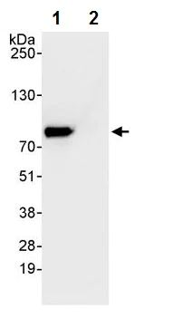 Immunoprecipitation - Anti-APP-1 antibody (AB241592)