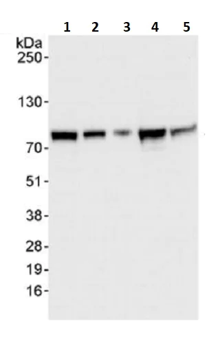 Western blot - Anti-APP-1 antibody (AB241592)
